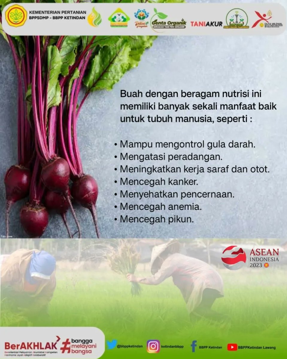 bbppketindan's tweet photo. Selamat berlibur lagi yaa SobaTani Ketindan.
Edisi Sabtu yang rada-rada sejuk dan mendung ini, mimin kasih info serba serbi seputar manfaat buah bit bagi kesehatan.
Info menarik ini jangan sampai dilewatkan gitu aja yaaa Sob
#infobbppketindan #infoserbaserbi #buahbit https://t.co/acNSGq2vx7