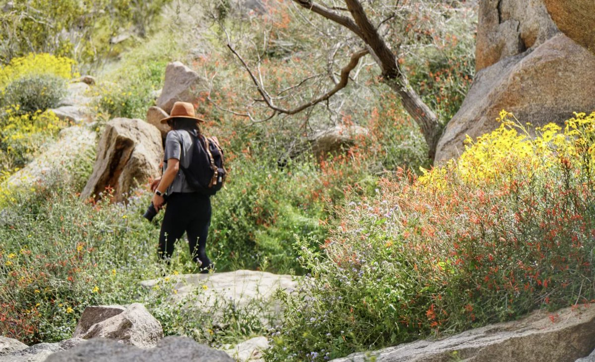 Teaching for Sustainable Communities Institute (TSC): Purple, yellow &amp; orange flowers drape hillsides &amp; fwys of SoCal. What impact did the destructive rains of winter have on a decades-long drought? Come learn more at TSC Institute.  <a href="/CalGlobalEd/">CGEP</a> tinyurl.com/TSCLB2023