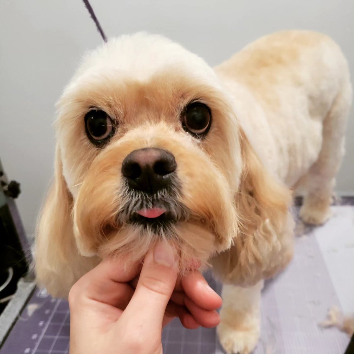 groomergirl92's tweet photo. Look at those cute faces! 😊 #thebarkside #coloradosprings #petgroomer #dogsoftwitter #nailtrim #cockapoo #doodle #schnauzer https://t.co/cf9YTRk20n
