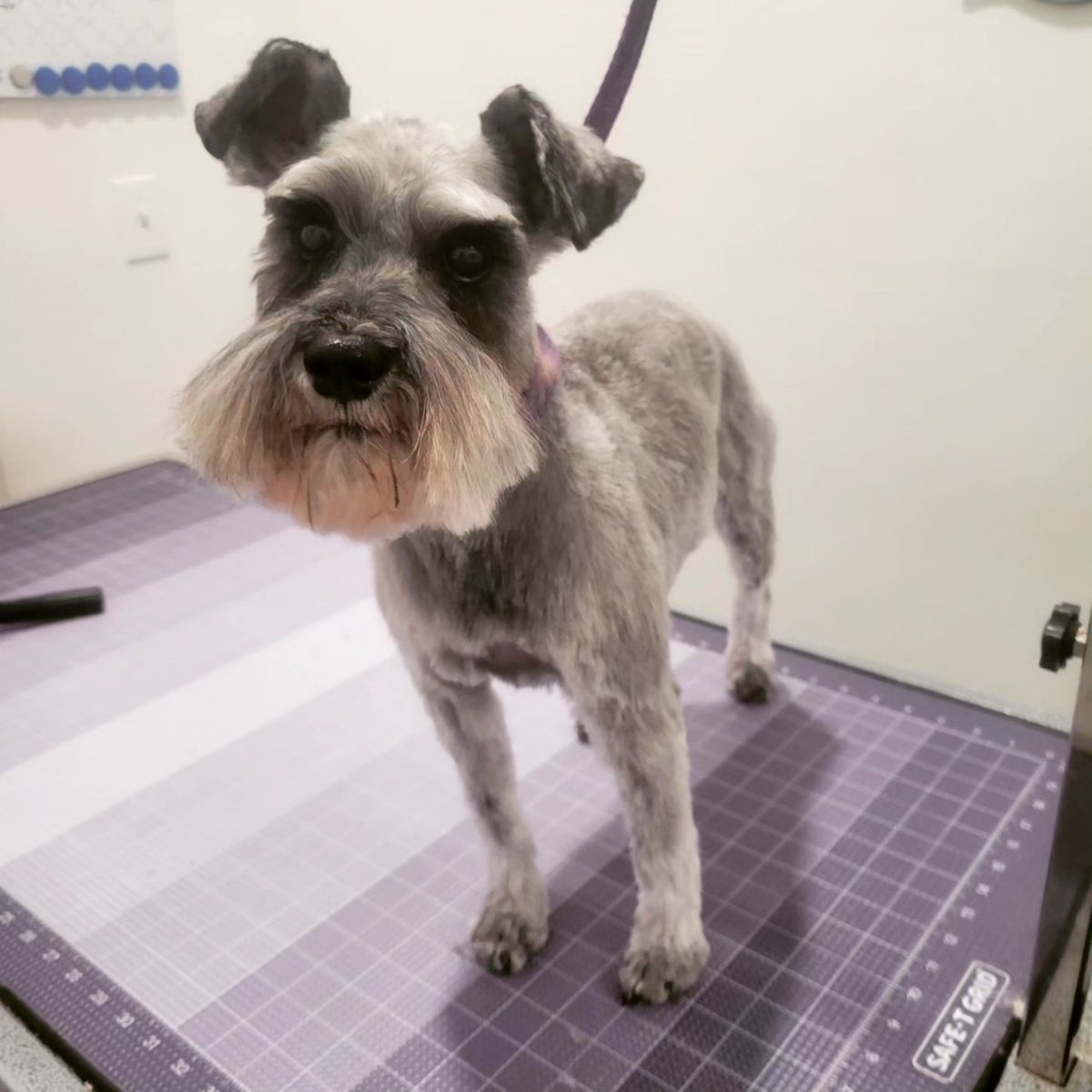 groomergirl92's tweet photo. Look at those cute faces! 😊 #thebarkside #coloradosprings #petgroomer #dogsoftwitter #nailtrim #cockapoo #doodle #schnauzer https://t.co/cf9YTRk20n