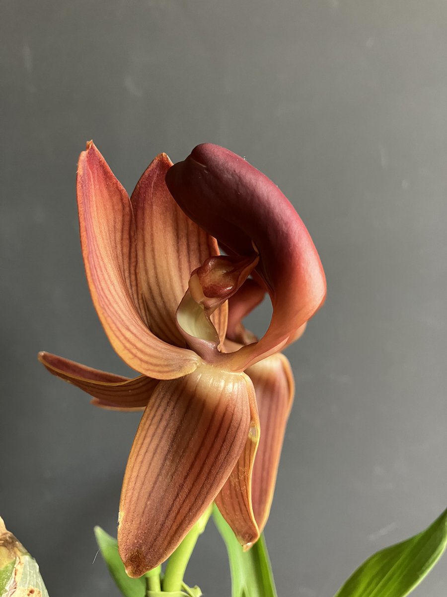 _Shunran's tweet photo. 一番花がシケてしまって諦めていたのですが、二番花が上がってきて咲きました。

Mormodes rolfeana
#orchid https://t.co/h2oD8yOA3f