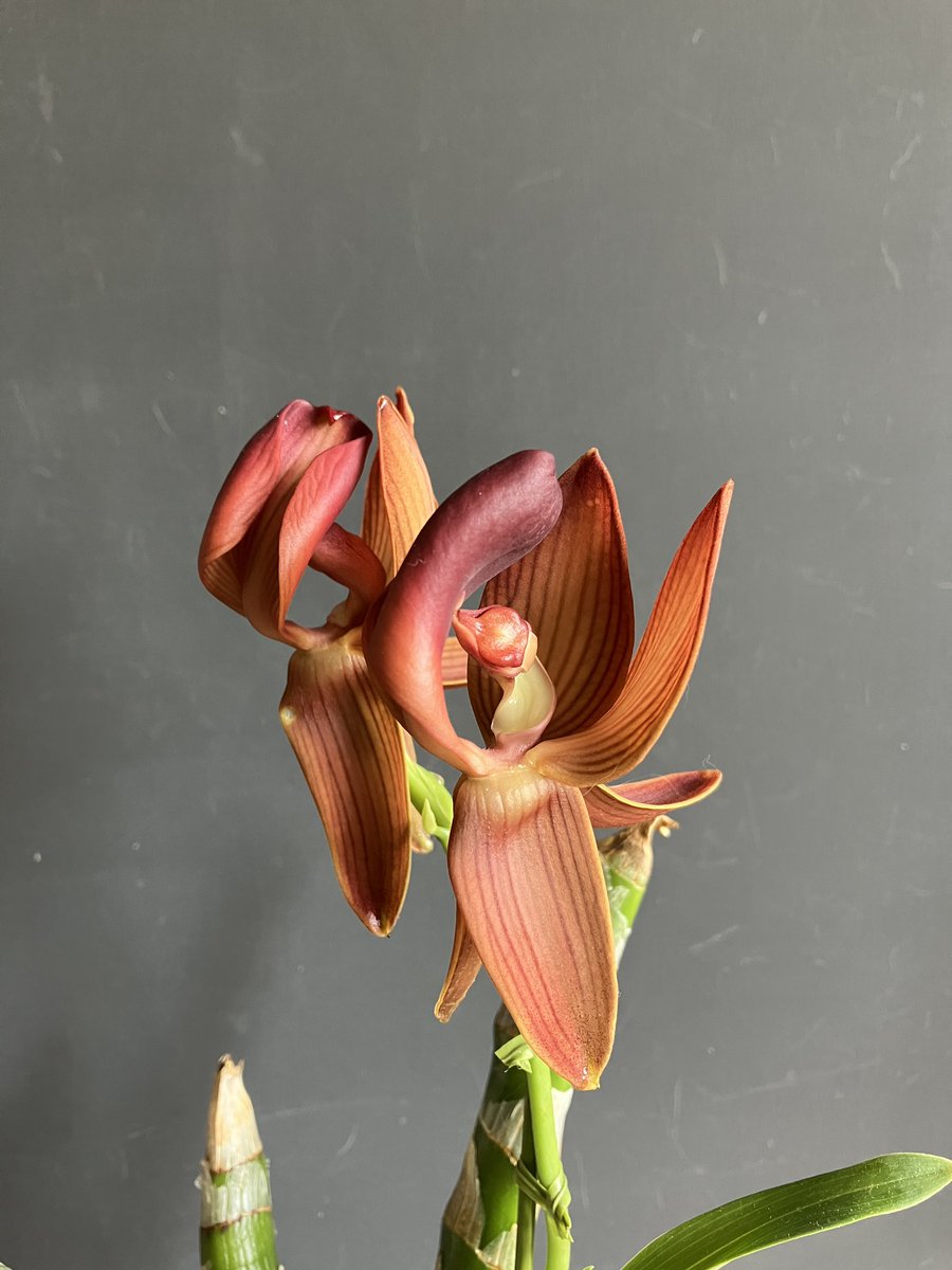 _Shunran's tweet photo. 一番花がシケてしまって諦めていたのですが、二番花が上がってきて咲きました。

Mormodes rolfeana
#orchid https://t.co/h2oD8yOA3f