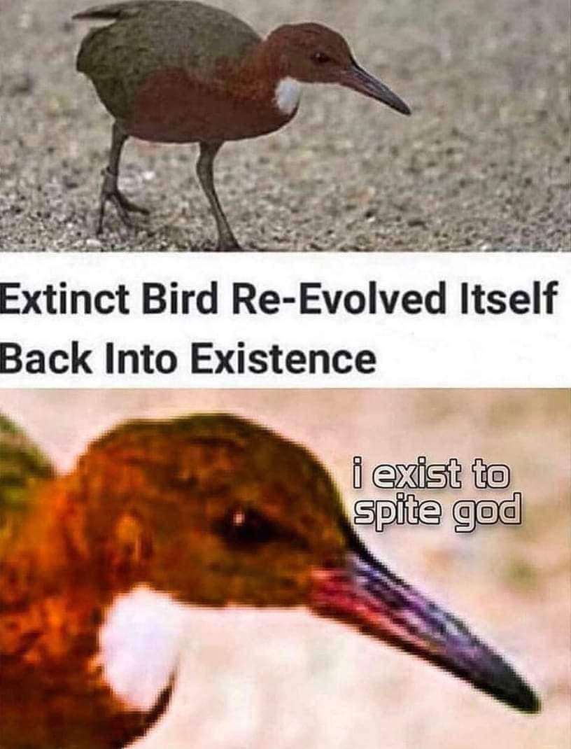 ShitpostGateway (@shitpostgate) on Twitter photo 