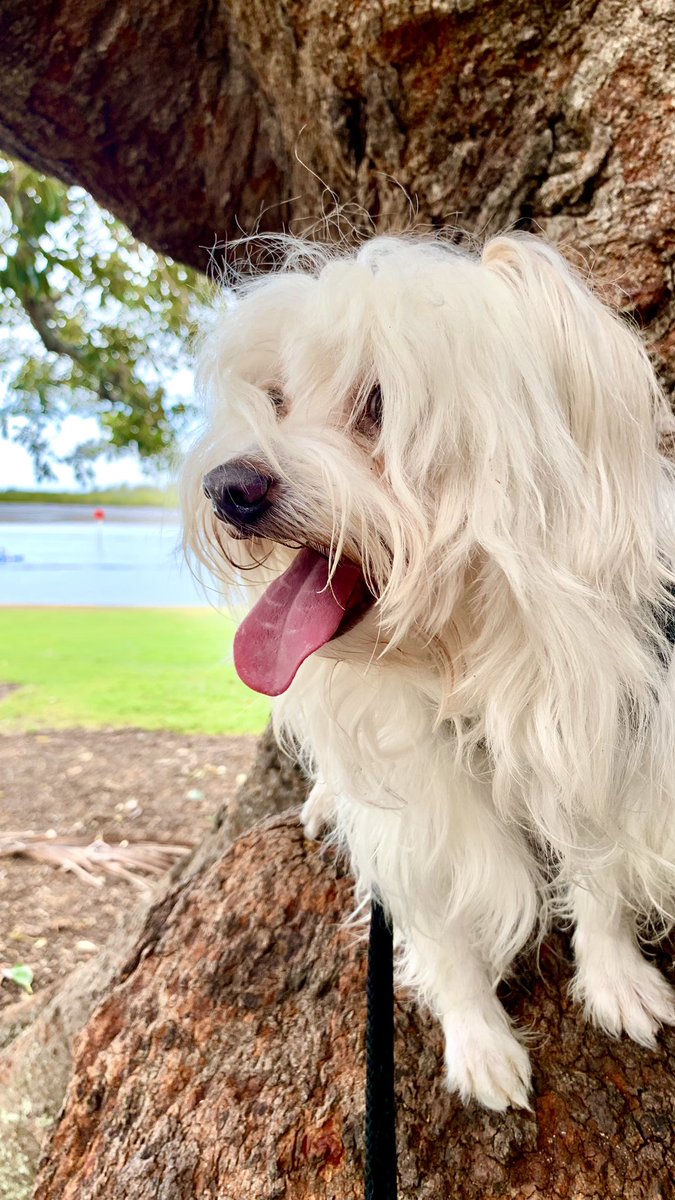 saltywavedog's tweet photo. I climbed a tree to get on top of the wood wide web to post my message!Have a happy Saturday πΆπ³π
#dogwalk #dogsthatexplore #idigthis #fluffydog #dogsftwitter #saltywavedog #DogLover #woodwideweb #treehugger https://t.co/fovZ4luosS