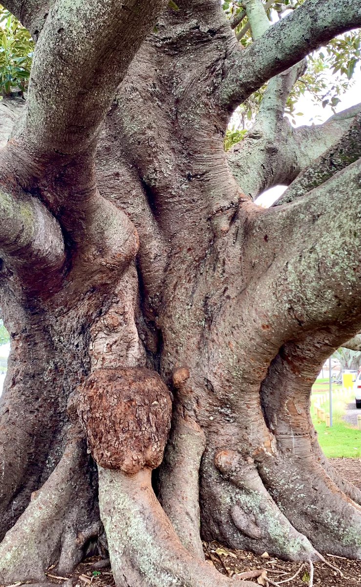 saltywavedog's tweet photo. I climbed a tree to get on top of the wood wide web to post my message!Have a happy Saturday πΆπ³π
#dogwalk #dogsthatexplore #idigthis #fluffydog #dogsftwitter #saltywavedog #DogLover #woodwideweb #treehugger https://t.co/fovZ4luosS