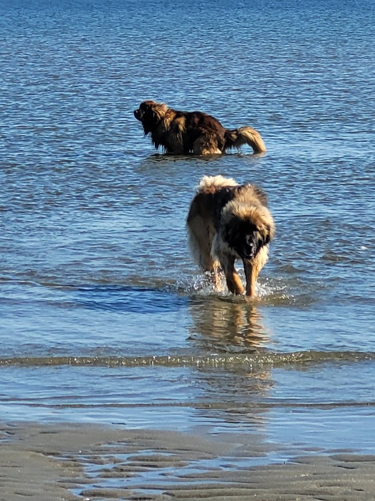 Happy 3rd birthday to me!!! Urgh. Brother. Seriously? On my birthday picture? #HappyBirthDay #dontpoopinthepool #dogsoftwitter