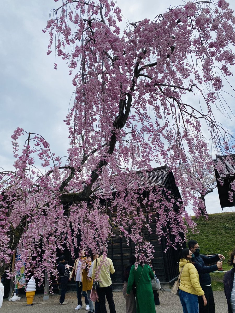 お昼ご飯に回転寿司堪能して
五稜郭でギリギリ桜見てきた〜 