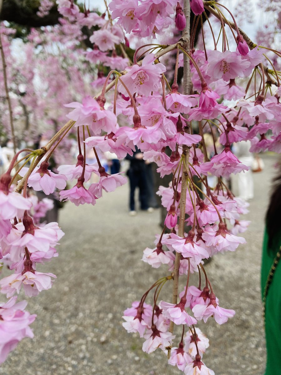 お昼ご飯に回転寿司堪能して
五稜郭でギリギリ桜見てきた〜 