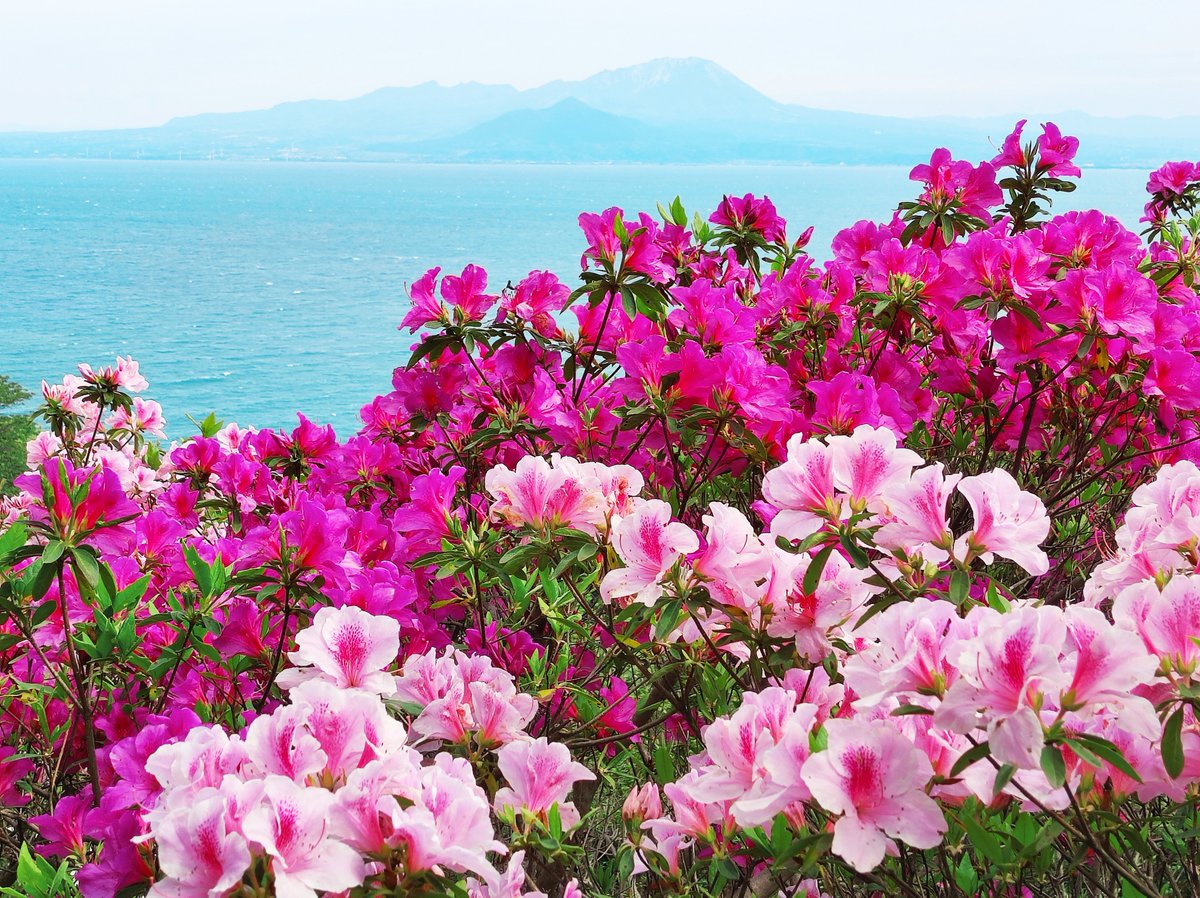 関の五本松公園から眺める、海越しの大山✨

#島根 #美保関 #花 #ツツジ #GW