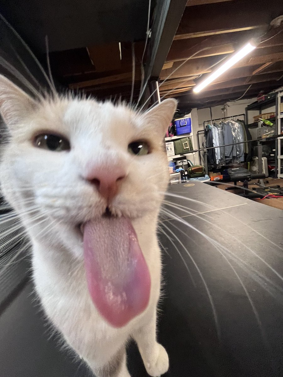 fatfatmillycat's tweet photo. ITS HAPPENING….AGAIN https://t.co/H032hEYsLI