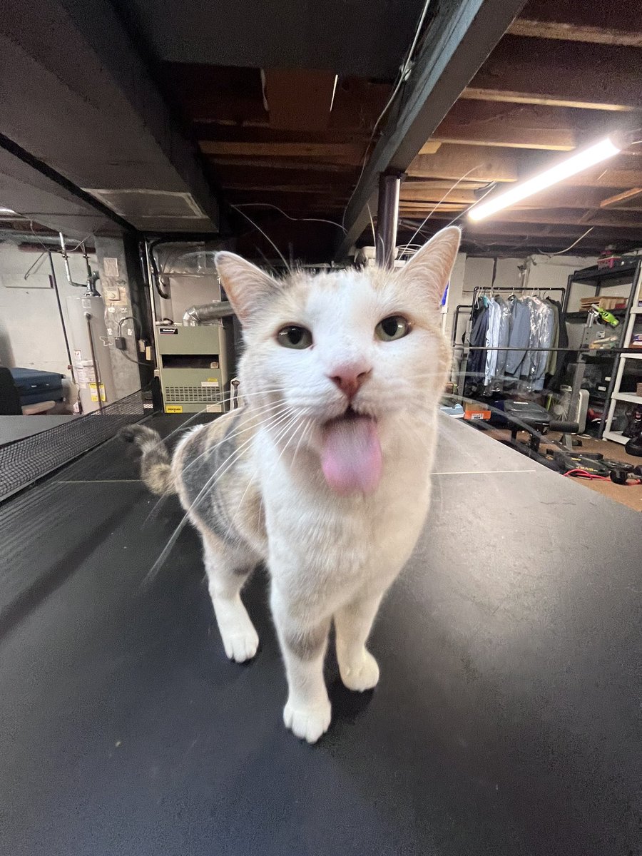 fatfatmillycat's tweet photo. ITS HAPPENING….AGAIN https://t.co/H032hEYsLI