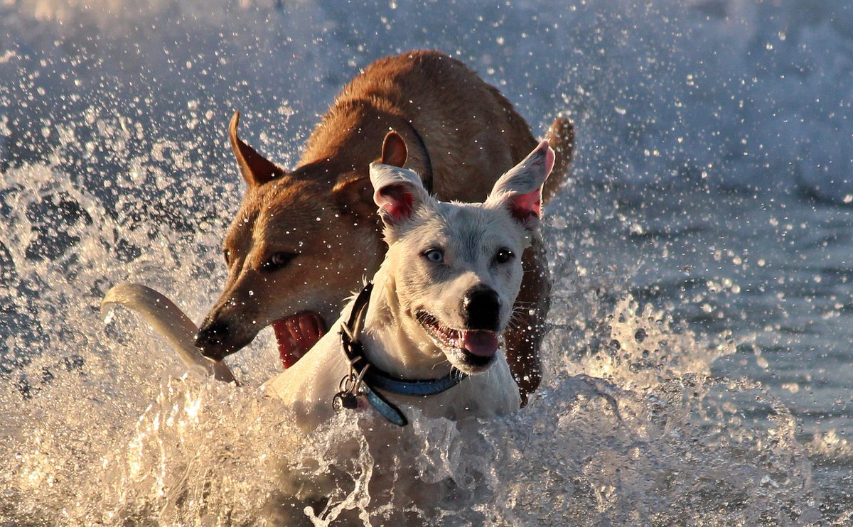 PawstyleO's tweet photo. In Crikvenica, Croatia, a dog race called the "Underdog Marathon" was concluded just recently. This race is always held at the end of the summer season, and it's an excellent way for dog parents and their puppies to enjoy the beach one last time before

https://t.co/5Kamo6P9jY https://t.co/1e3gsT6QG8