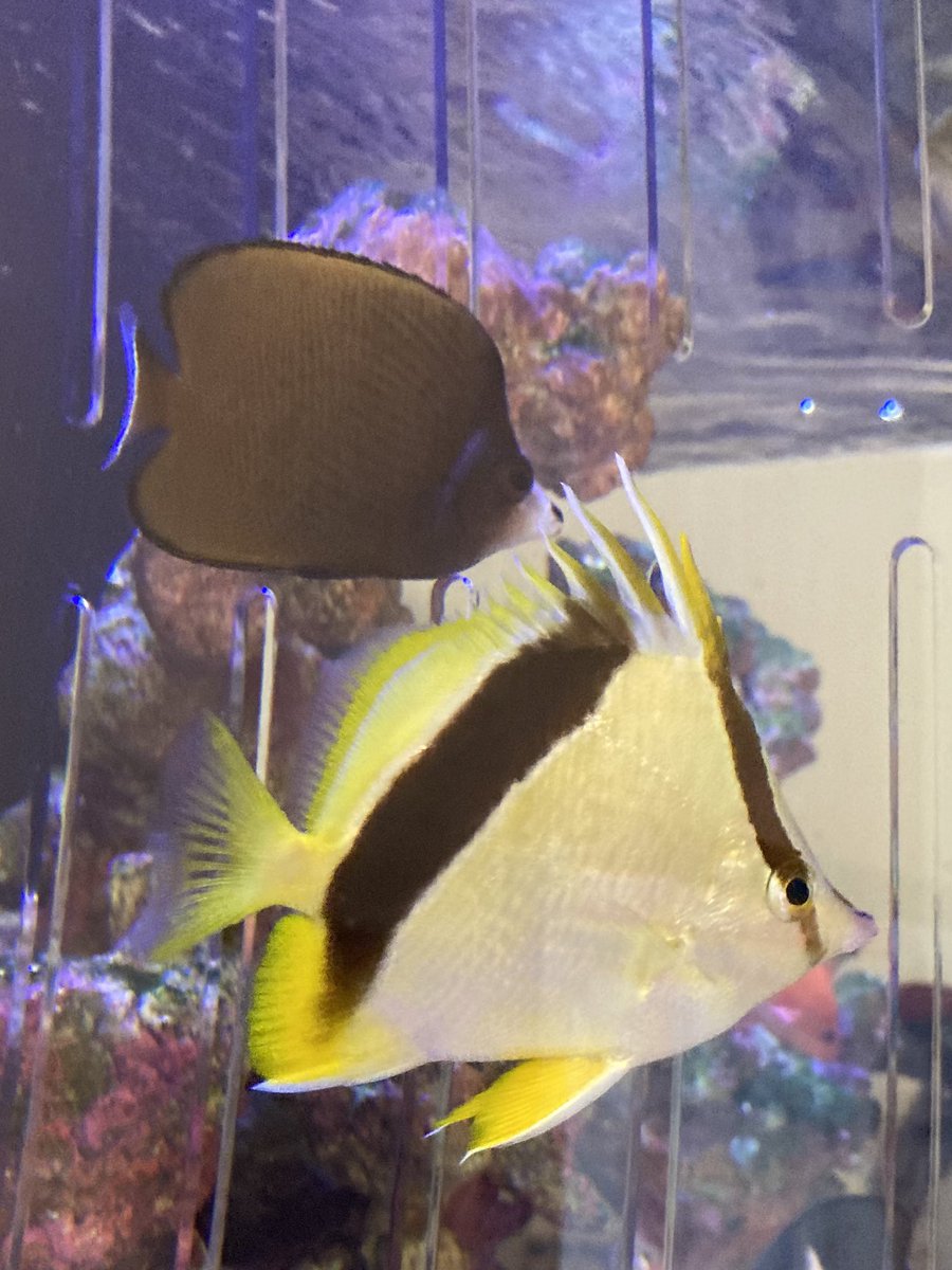 basabei's tweet image. バンクBF   また1年無事に経過して
飼育開始から丸17年経ちました。
現在の相棒ブラックスポッテッドBF
とのツーショット。