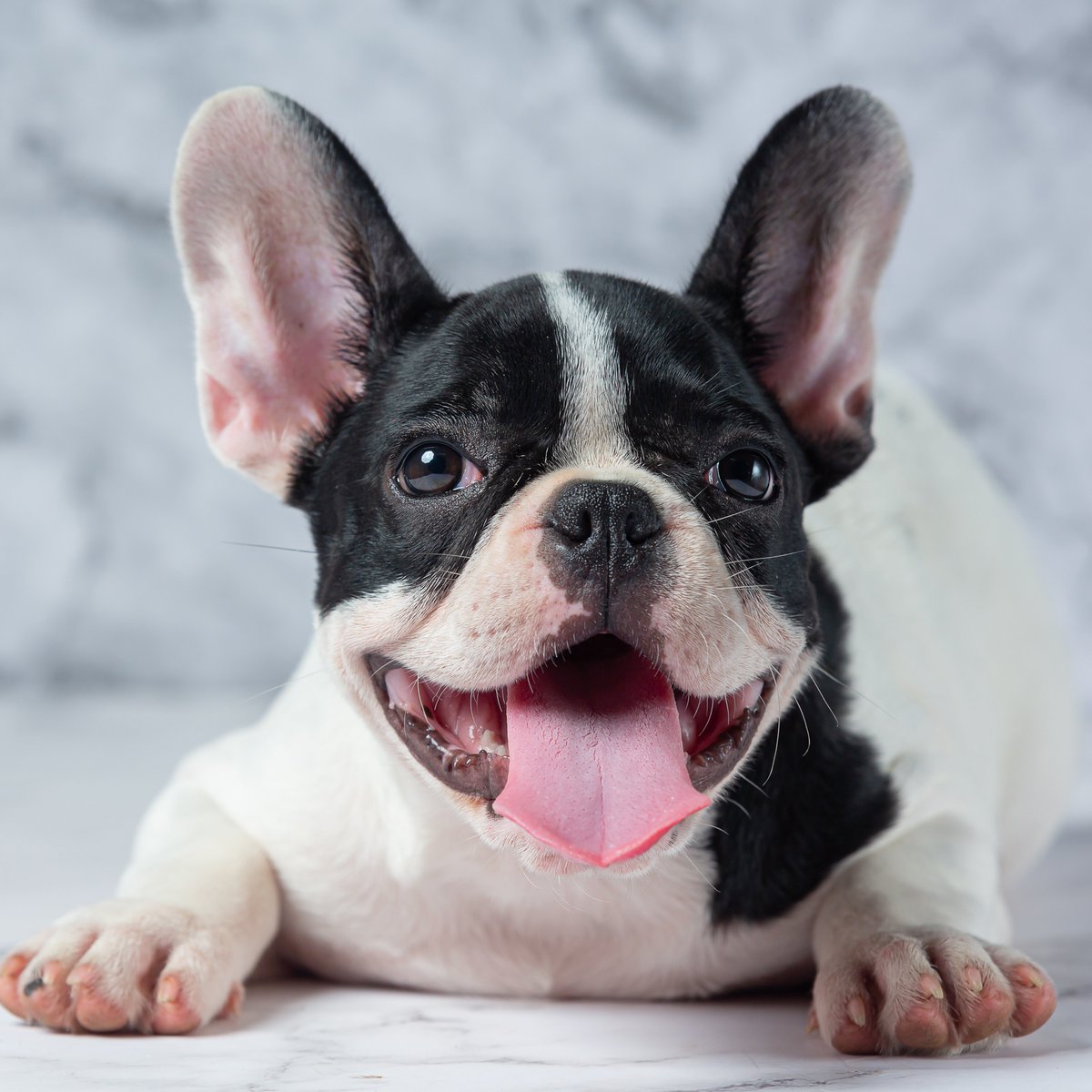 A_animals1987's tweet image. This little guy knows how to strike a pose! #PetModel #FashionForward