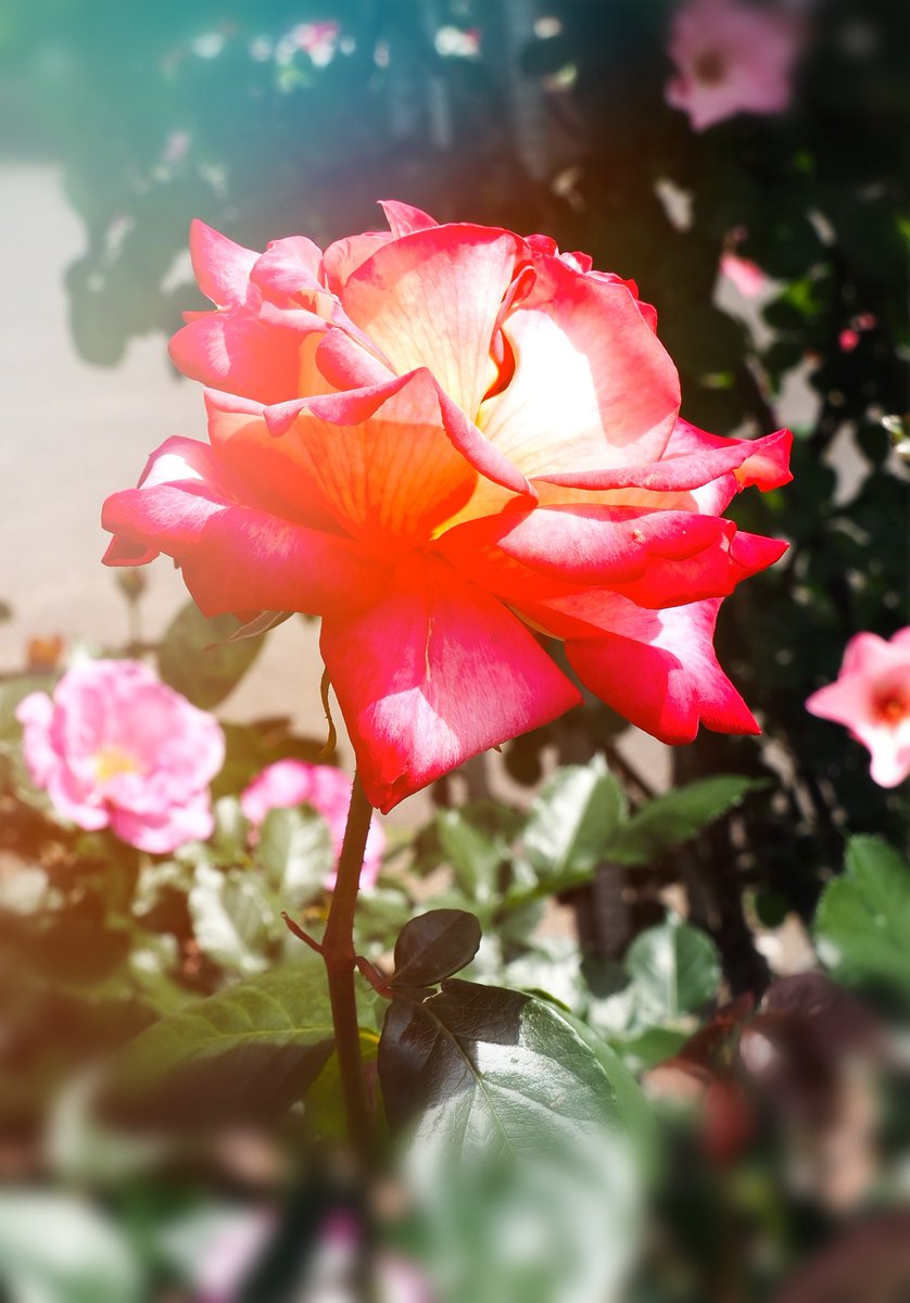 「バラ園」
今年も散歩がてら、近所の公園でバラ🌹を撮影してきました📷
例年より見頃が一週間位早かったですね!
location:芝浦中央公園
撮影日:2023.4.28
#バラ園 
#ファインダー越しの私の世界ᅠ 
#芝浦中央公園