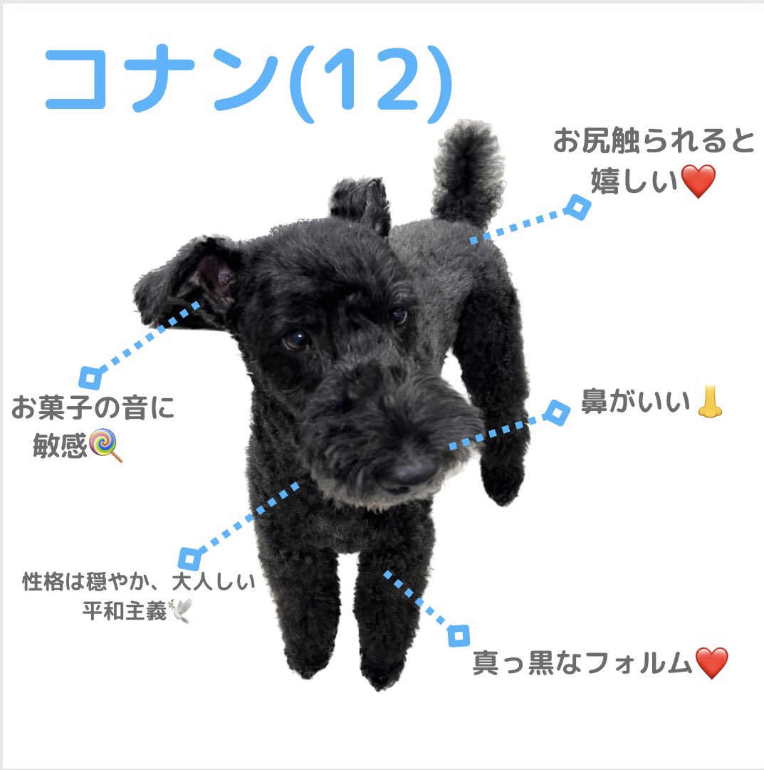 kidd_1104's tweet photo. うちの2匹の紹介です🐶💞
宜しくお願い致します💞

#ケリーブルテリア
#犬のいる暮らし https://t.co/5UDrUllcQl