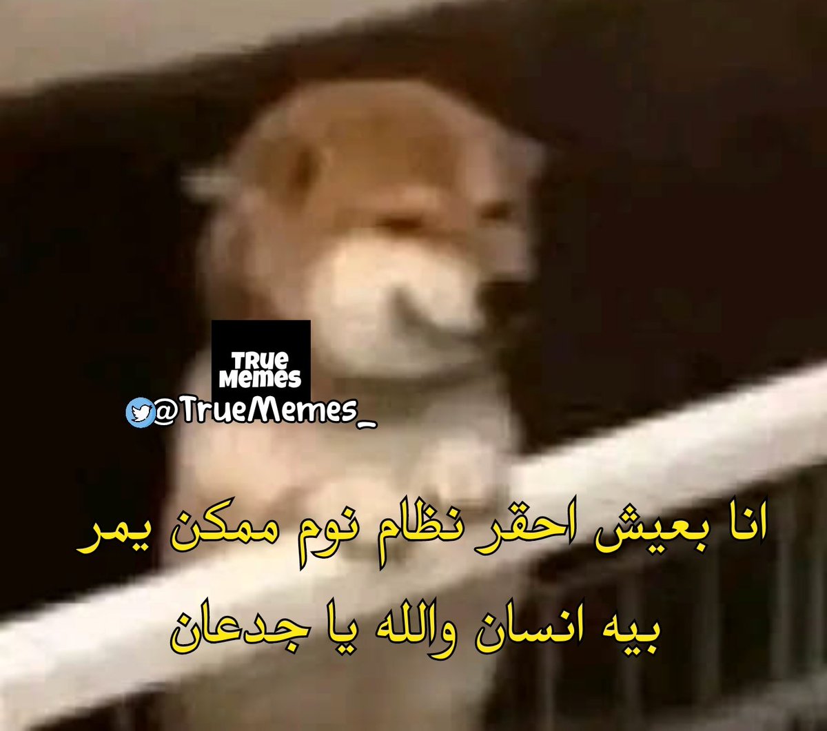 True Memes (@truememes_) on Twitter photo 