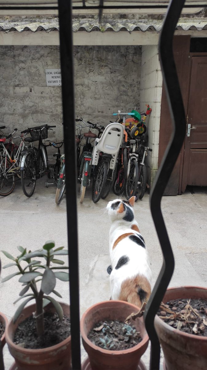 RadioCaillou's tweet photo. Des news de la catsitter https://t.co/gQCYKdjhF6