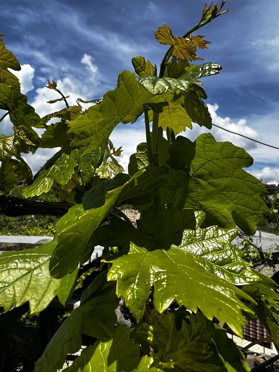 Büyüycekler sarma olacaklar ☺️