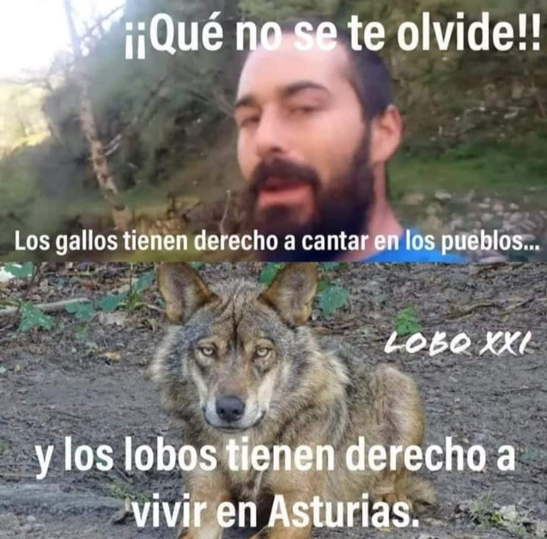 VUELVEN LOS GAÑADEROS. DECAPITANDO LOBOS. Con su total impunidad. Apropiándose del monte. Os deseo una pronta extinción. LARGA VIDA AL LOBO <a href="/AdrianBarbon/">🌹 Adrián Barbón 💙💛</a> <a href="/AlejandroJCalvo/">Alejandro Calvo</a> #LoboProtegido #LoboVivo