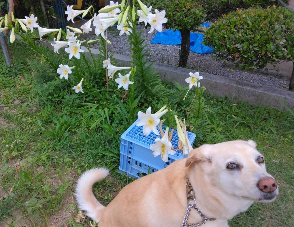0116junjun's tweet photo. テッポウユリ咲いてた@実家の畑
甘い香り😊 https://t.co/n431B8cSWO