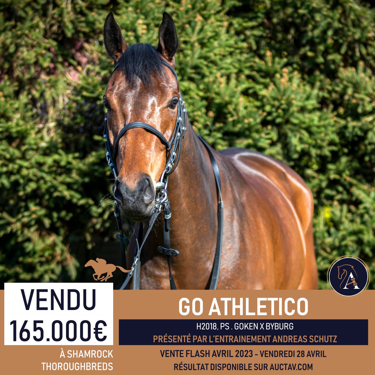 AuctavSales's tweet photo. FLASH SALE⚡️GO ATHLETICO set a new record for a flat horse when being knocked down for €165,000 to Shamrock Thoroughbreds
💬 « He is a solid horse to compete in Ireland in sprint races. He will go in training with @adomcguinness1 », Stephen Thorne
🔥 NEXT FLASH SALE: May, 3 https://t.co/04tdT26UQG