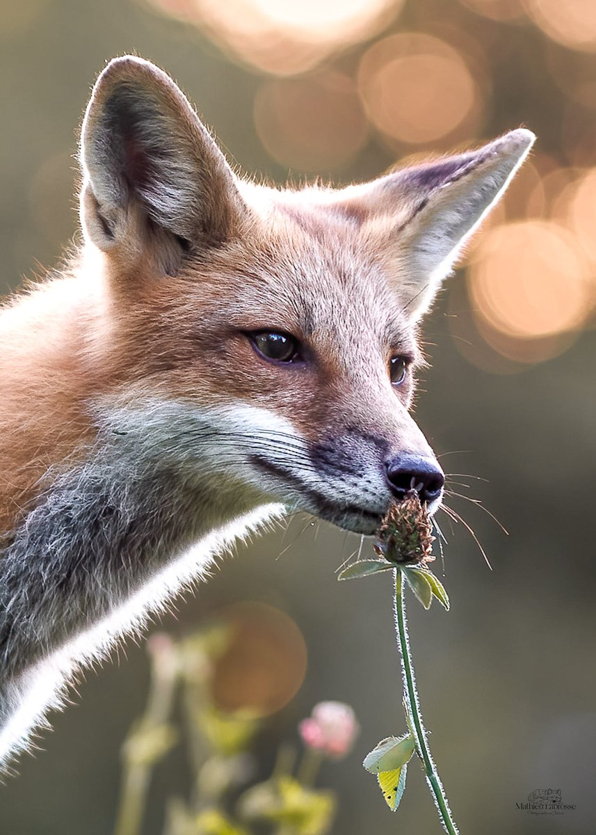 AnnaMar49841121's tweet photo. Mathieu Labrosse - Photographie en Nature
J'ai eu droit à un moment complètement magique avec ce renard sur toute l'ensemble de cette photo . Une magnifique lumière dorée du matin et le renard qui renifle cette petite fleur sauvage ! 📷📷 https://t.co/zxoeUZsqsG