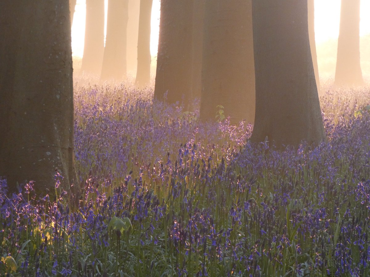 ksampford's tweet photo. “I firmly believe that #nature brings solace in all troubles." #AnneFrank #photograghy #bluebells #Blossom #oxfordshire #motivation #PositiveVibes @ThePhotoHour @StormHour @itvweather ❤️ https://t.co/J1sQPnixdR