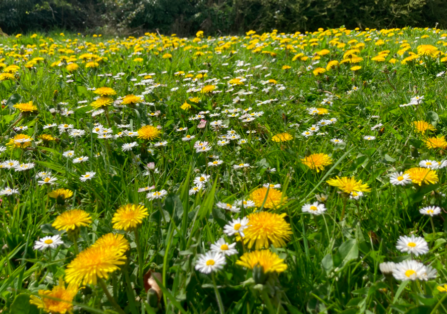 #NoMowMay starts on Monday––a month of letting lawns & verges grow. No mowing = more flowers, more pollinators & insects; less lawnmower petrol. With c.23m UK gardens, the impact can be *huge*. Daisy, dandelion, rattle, trefoil... Spread the word/RT, talk to friends––& don't mow!