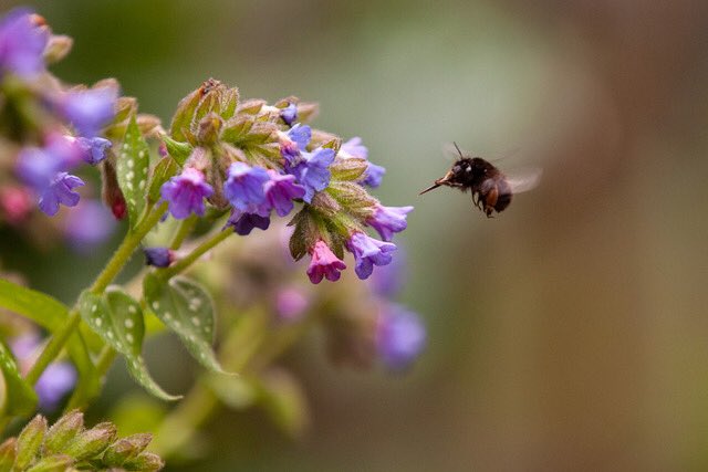 #BumbleBee #Bees #LondonBees  My first amateur pictures of #wildlife in my garden #BeeFood #UrbanRewilding