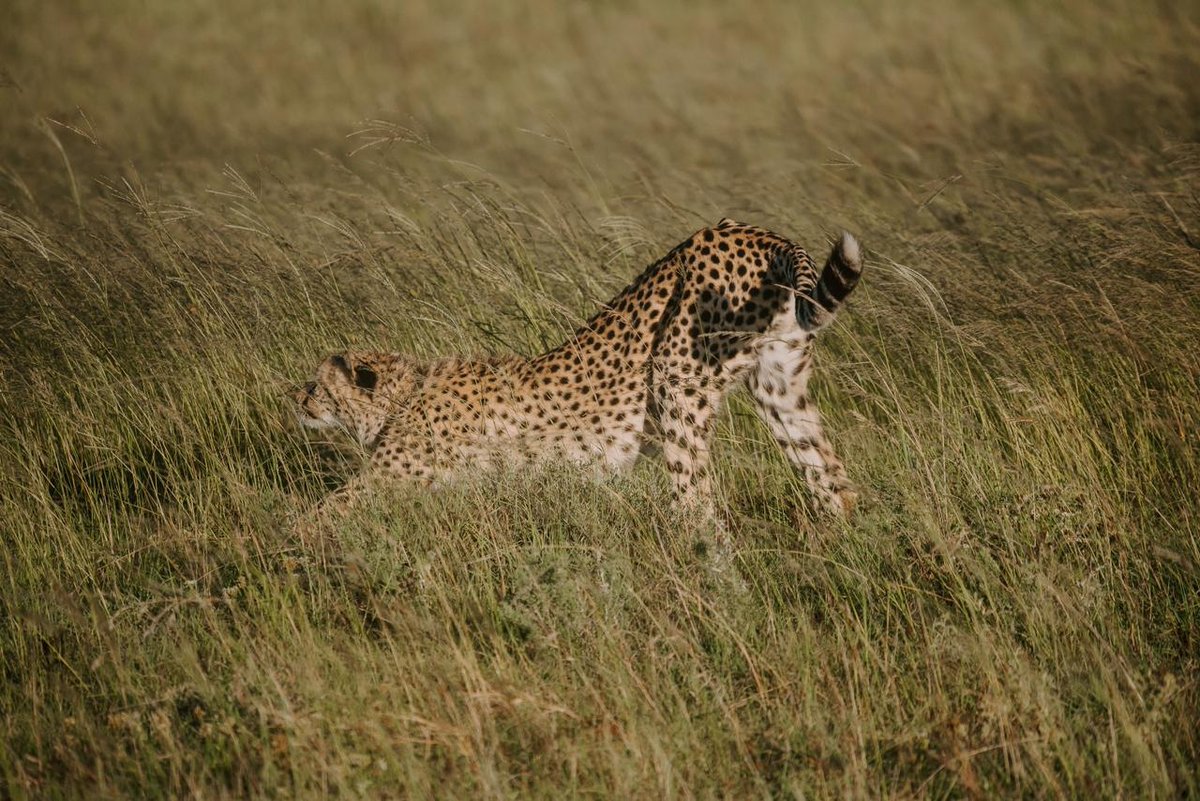 Bukela Game Lodge (@bukelagamelodge) on Twitter photo Experience the ultimate safari adventure without breaking the bank. The rate freeze at Hlosi Lodge is now valid until Aug 24
Included in this 4-hour experience: a morning game drive, 2 local beverages and a delicious 2-course lunch
reservations@lionroars.com
T's & C's Apply Experience the ultimate safari adventure without breaking the bank. The rate freeze at Hlosi Lodge is now valid until Aug 24
Included in this 4-hour experience: a morning game drive, 2 local beverages and a delicious 2-course lunch
reservations@lionroars.com
T's & C's Apply