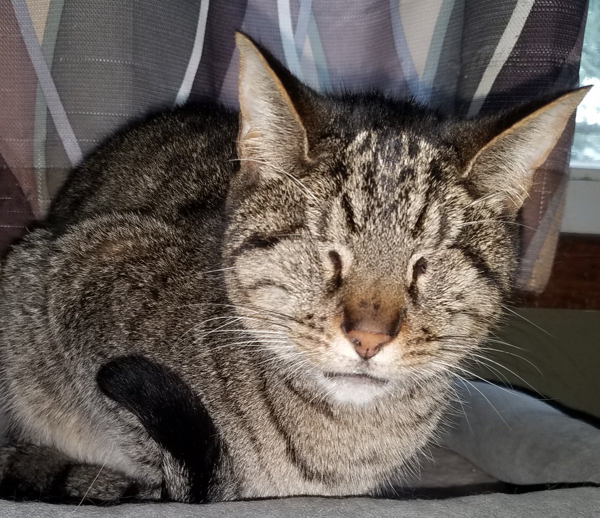 Pebbles Blind Cat tweet media