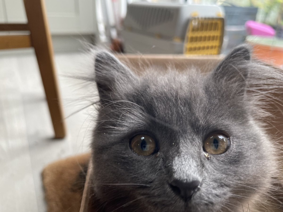 talisman_cat's tweet photo. It’s them beady eyes watching for my tail that I could do without. My nephew Theo is encouraging such behaviour. #CatsOfTwitter #caturday https://t.co/J3nlK7PwHg