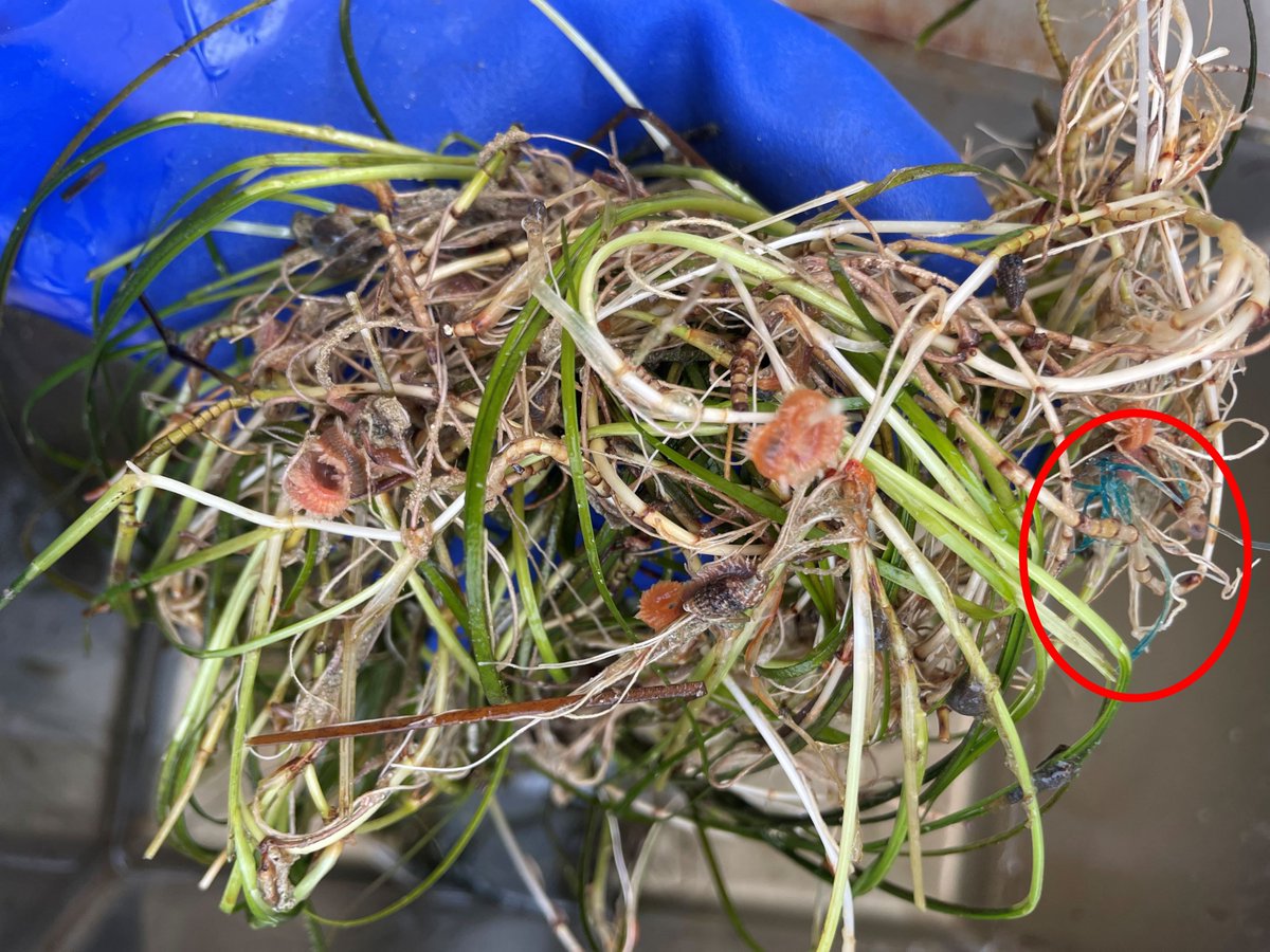 How many non-#seagrass items do you see in this shoal grass collected from our nursery? We see #bristleworms, tiny #snails from the #Nassariidae or #Cerithiidae families,#anemones, and, unfortunately, #microplastics.

#Onelagoon #MarineBiology #loveyourlagoon #ecology #estuaries