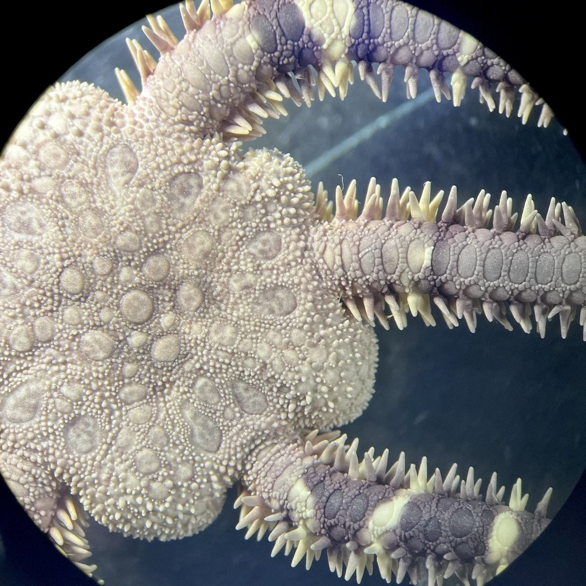 サンだら tweet media