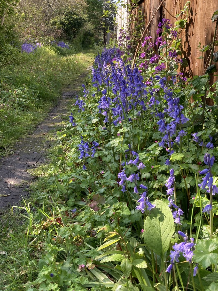 This morning’s dappled sunlight bringing extra colour to an untended Merton Park back alley. 😊