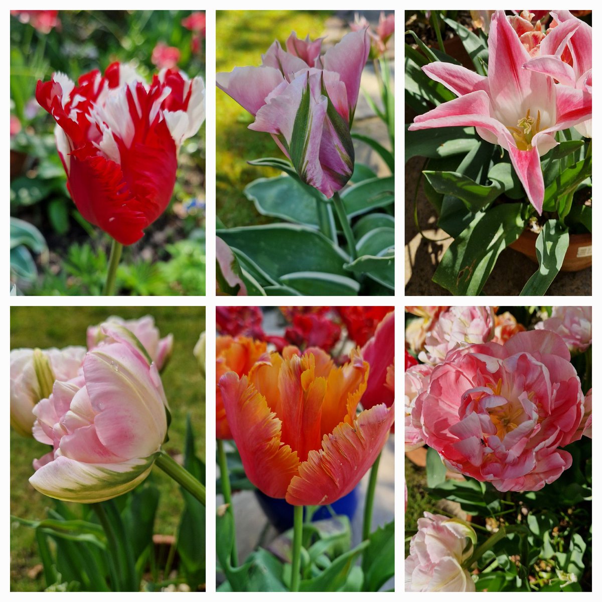 Tulips in my garden are thriving with the rain #tulip #sixonsaturday #garden