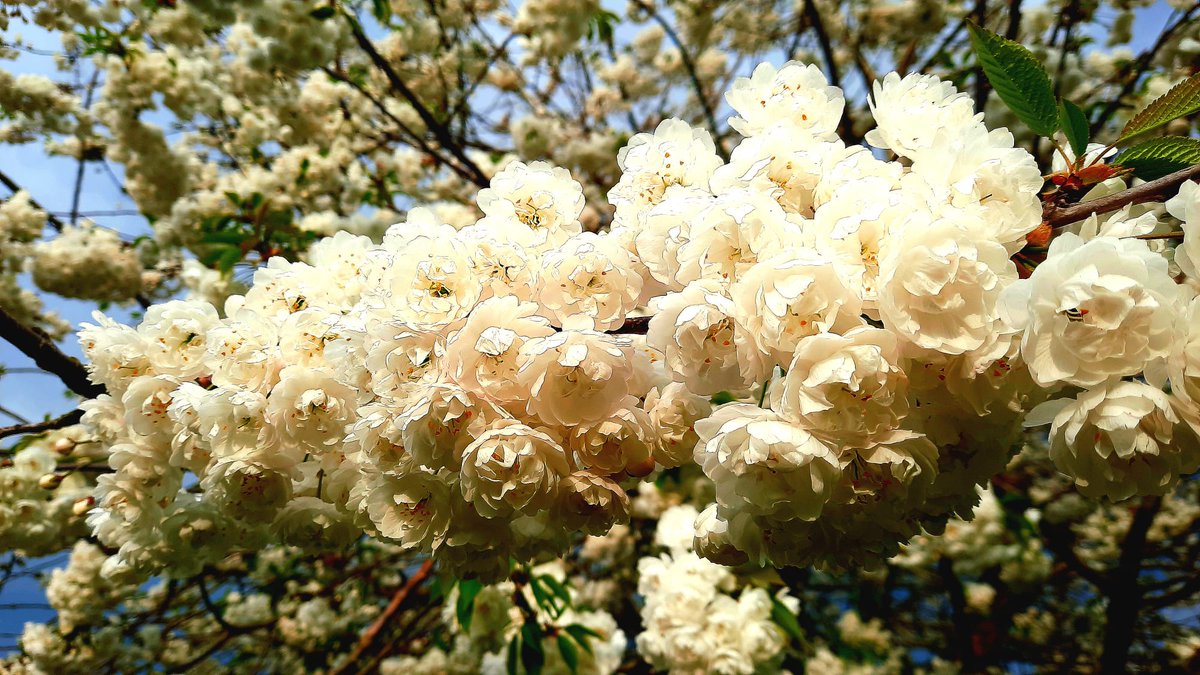 superior_flick's tweet photo. 🍒 🌸 https://t.co/gzHe668JI4