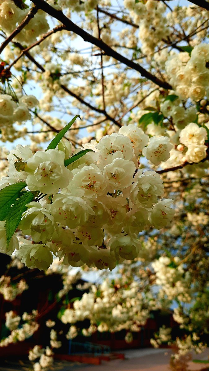 superior_flick's tweet photo. 🍒 🌸 https://t.co/gzHe668JI4