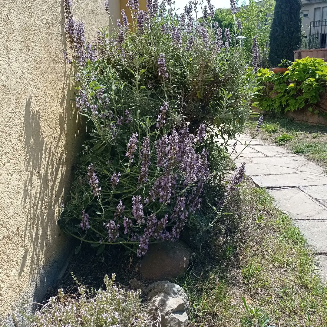 Fernando Ezquerra Lapetra tweet media