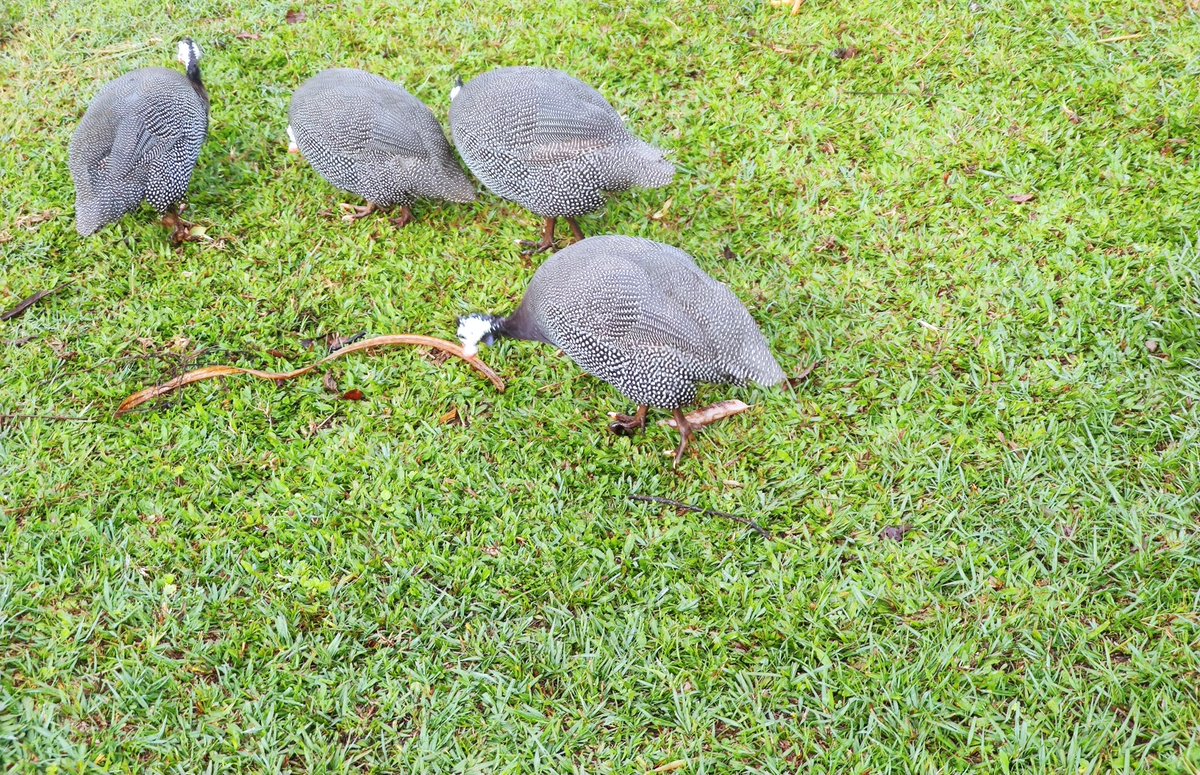 iamjoseh_'s tweet photo. Domesticating a guinea fowl is better than chicken because you won't worry about vaccinations anymore. The only downside is that they make alot of noise, and can run. https://t.co/sfhHUGZCaY