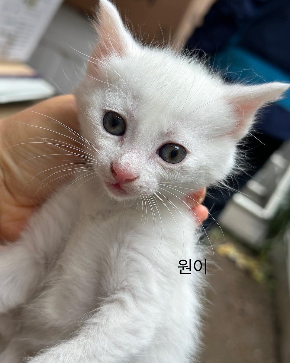 mirror_cat_'s tweet photo. 박스에 유기 총 네녀석 임보처 입양처 구해요…#아기고양이 https://t.co/i5moMejbgD