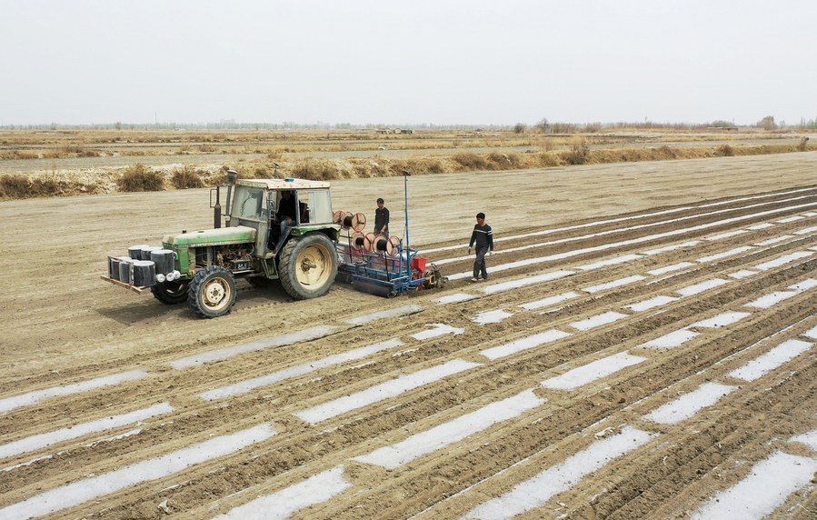 XinhuaItalia's tweet image. Arkin Reyim è un coltivatore di cotone di 51 anni, con oltre 300 mu (20 ettari) di campi di cotone nel villaggio di Bax Mali della contea di Yuli, nella regione autonoma uigura dello Xinjiang, nella Cina nord-occidentale. #newchina #cotone #agricoltura #Cina #lifestyle