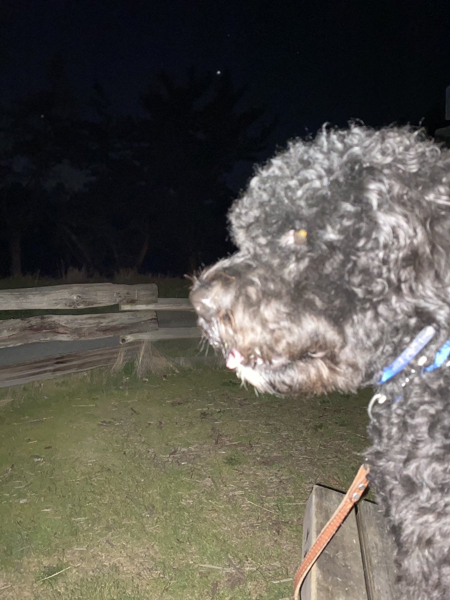 kathelburt's tweet photo. A late night walk with Bailey Boy was rewarded by an orchestra of Chorus Frogs, harmonizing with a Bull Frog toward the end. Nature is freaking awesome; you definitely want volume on for this symphony 🐸
#BaileyBoy #Saanich #DogWalk #ChorusFrogs #FridayFeeling #NaturesLullaby https://t.co/LLHr3ZgtML