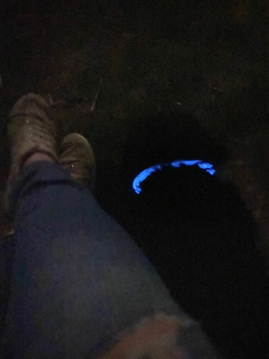 kathelburt's tweet photo. A late night walk with Bailey Boy was rewarded by an orchestra of Chorus Frogs, harmonizing with a Bull Frog toward the end. Nature is freaking awesome; you definitely want volume on for this symphony 🐸
#BaileyBoy #Saanich #DogWalk #ChorusFrogs #FridayFeeling #NaturesLullaby https://t.co/LLHr3ZgtML