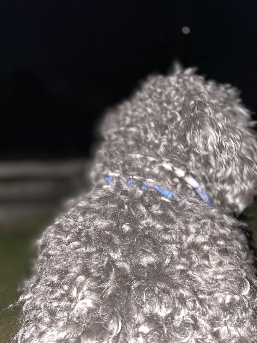 kathelburt's tweet photo. A late night walk with Bailey Boy was rewarded by an orchestra of Chorus Frogs, harmonizing with a Bull Frog toward the end. Nature is freaking awesome; you definitely want volume on for this symphony 🐸
#BaileyBoy #Saanich #DogWalk #ChorusFrogs #FridayFeeling #NaturesLullaby https://t.co/LLHr3ZgtML