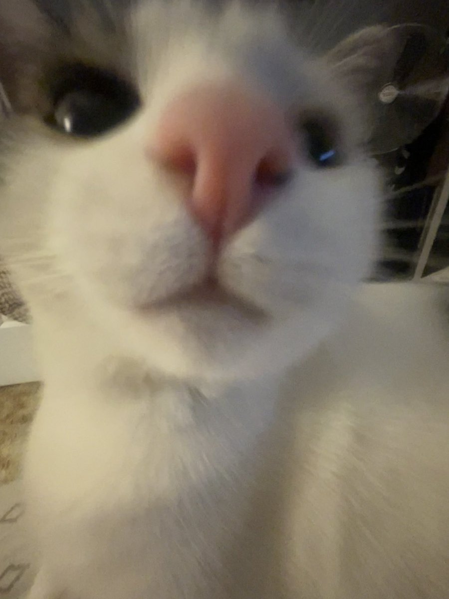 mrsariley_'s tweet photo. my only friend (even though we fist fight once a week) https://t.co/Q1UUiT9rHr