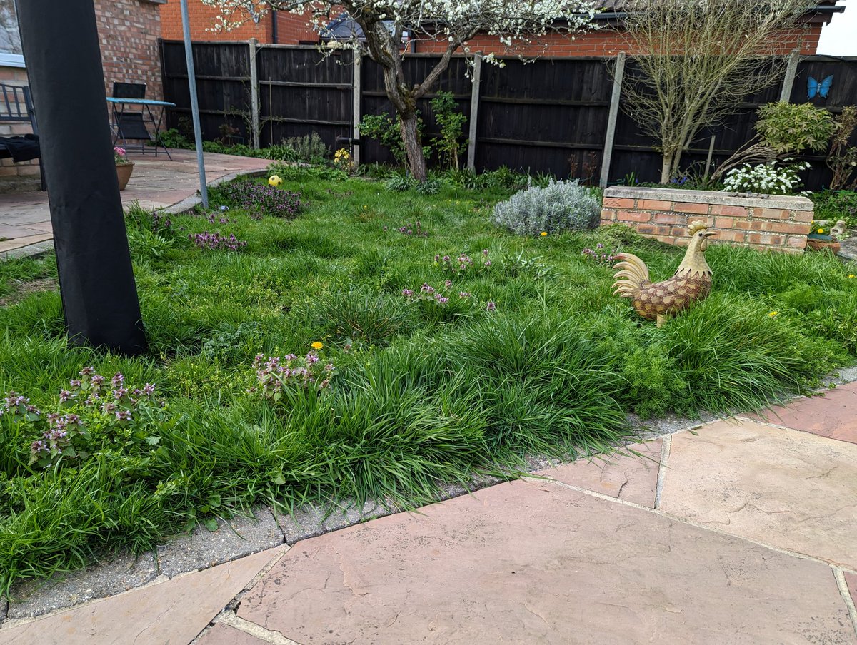 _JoelAshton's tweet photo. DANDELIONS - they’re not just a great source of nectar and pollen for insects…! 😍👇 #Bullfinch #WildlifeGarden 

Video thanks to @GeorgeMadBirdL1 👏

 https://t.co/49mdSfXXWu