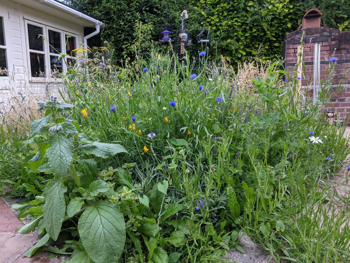 _JoelAshton's tweet photo. DANDELIONS - they’re not just a great source of nectar and pollen for insects…! 😍👇 #Bullfinch #WildlifeGarden 

Video thanks to @GeorgeMadBirdL1 👏

 https://t.co/49mdSfXXWu