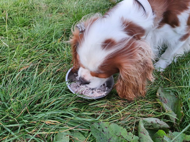 A fun activity to do in #Cornwall is to go on a mackerel fishing trip. We enjoyed a #dogfriendly trip in Looe and Henry even got a fish supper.

rjontour.com/looe/ #traveltips